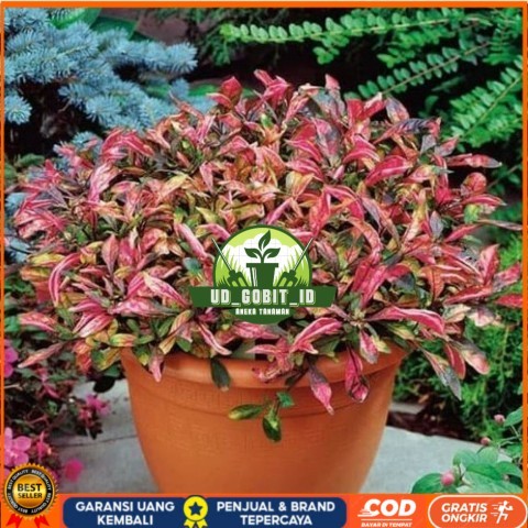 Tanaman Hias Indoor Krokot Merah Bibit Tanaman Super Unggul UD GOBIT ID