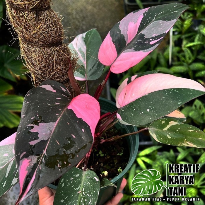Tanaman hias philodendron pink princess - Philodendron pink princes