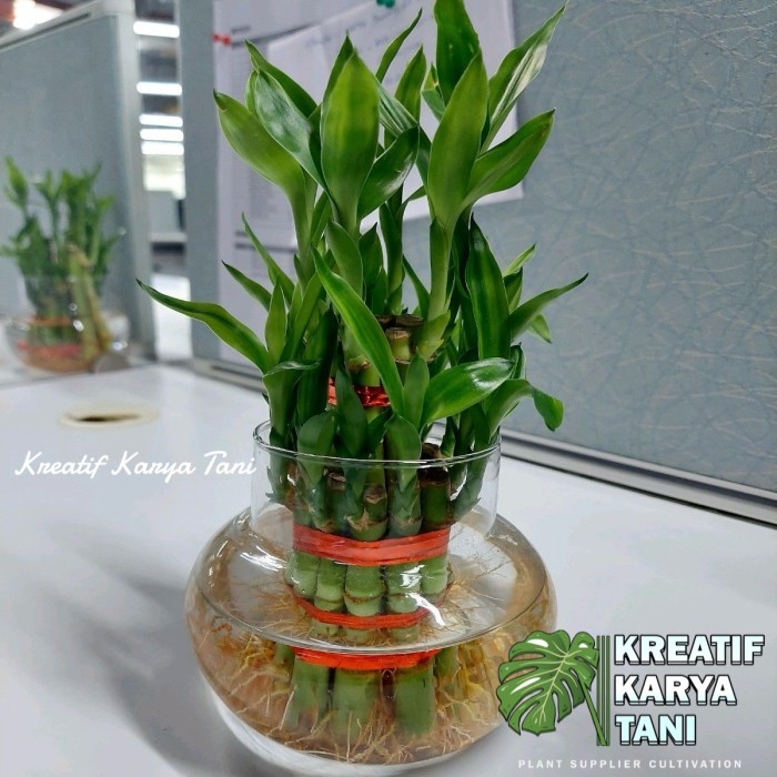 Tanaman bambu hoki susun tanaman bisa hidup di air - Bambu hoki susun