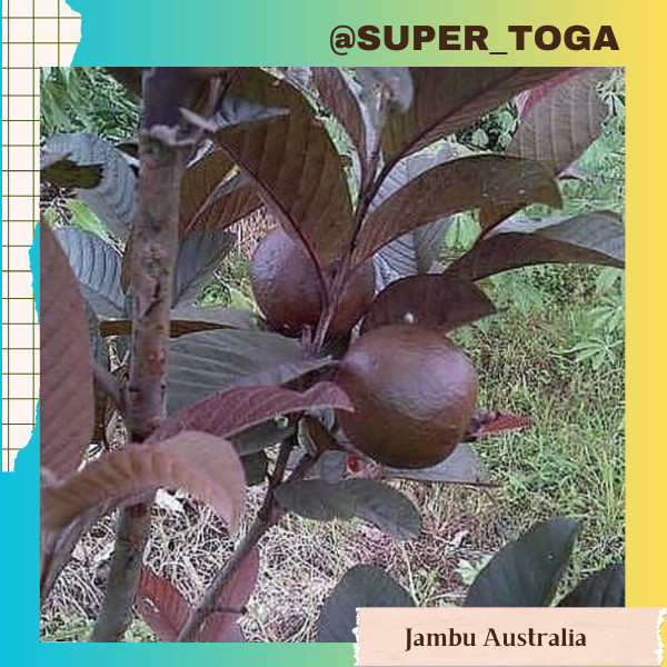 bibit jambu kristal merah Australia bibit jambu australia bibit jambu merah