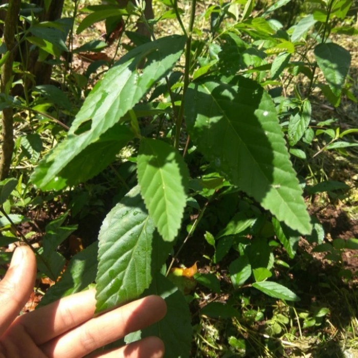 Bibit Tanaman Sidaguri Jantan Sadagori Tanaman Herbal