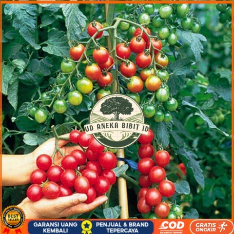 Bibit Tanaman Cerry Tomat / Ceri Tomat Rimbun Bibit Tanaman Super Unggul UD ANEKA BIBIT ID