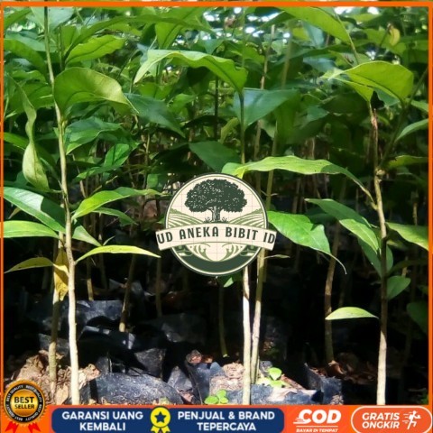 BIBIT TANAMAN KAYU GAHARU/ POHON GAHARU KALIMANTAN Bibit Tanaman Super Unggul UD ANEKA BIBIT ID