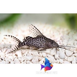 Ikan Hias sapu sapu Synodontis Sinodentis Pemakan Alga Lumut