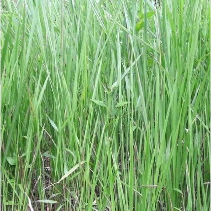 

REMPAH Akar Alang Alang Ilalang Segar 100 Gram Rempah Obat Herbal Asli