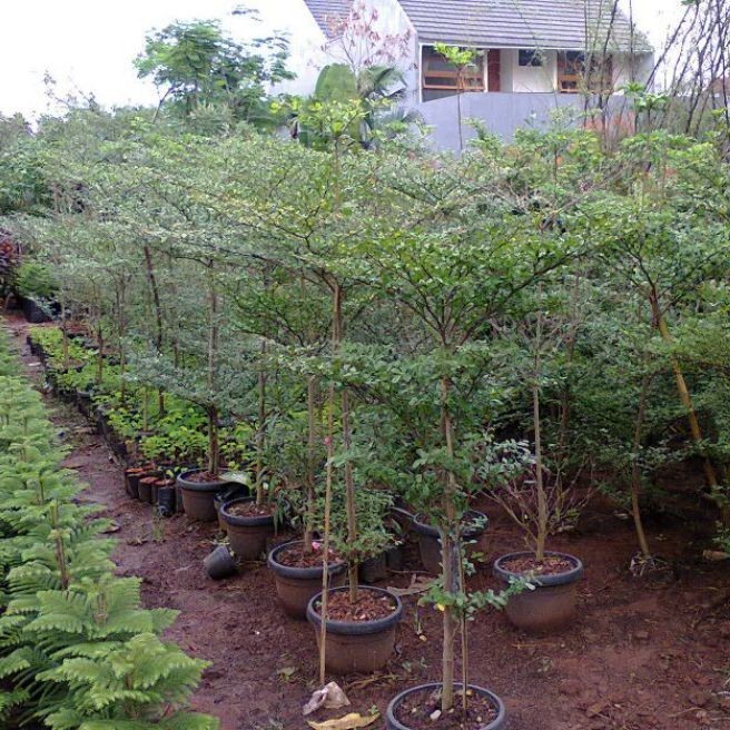 Ketapang kencana//Ketapang mini tinggi 150 cm