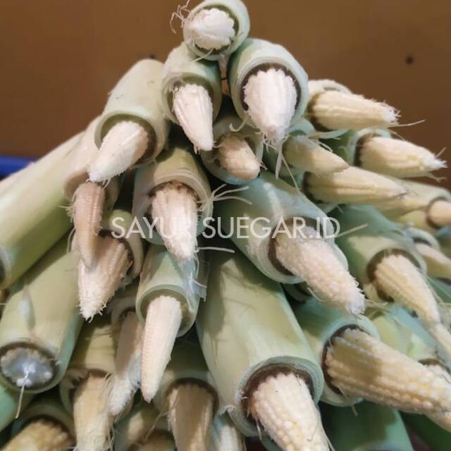 

Putren atau jagung kecil/250 gram