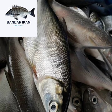 Ikan Bandeng Jumbo Segar Fresh Dan Berkualitas