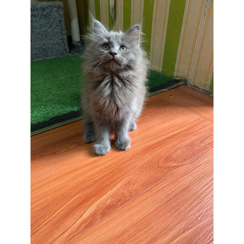 kucing mix maincoon