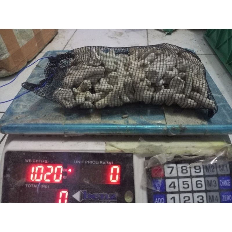 karang jahe plus waring 1kg / karang jahe / karang jahe media filter / media filter aquarium / media