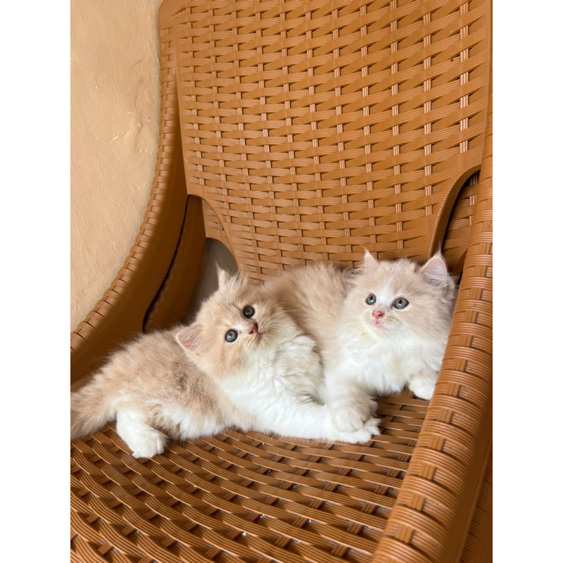 Promo diskon 65% kucing persia kitten