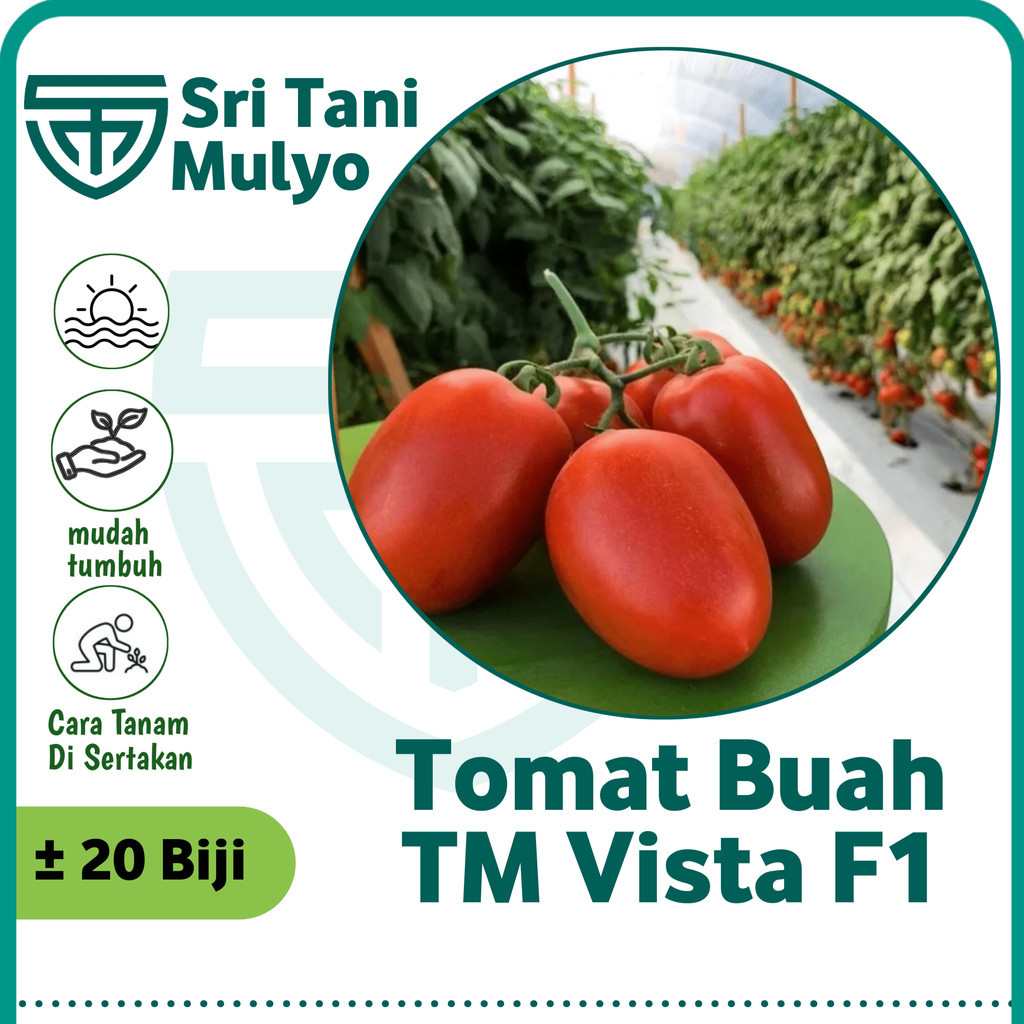20 Biji - Benih Tomat Buah - TM VISTA Buah Lebat, Daging Tebal, Bibit Sayuran, Benih Sayuran Tomat T