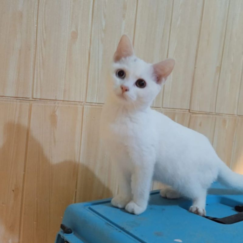 KUCING KITTEN ODD EYE BOGOR