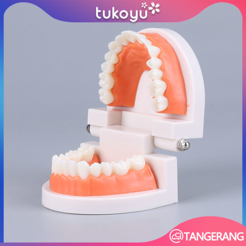 Dental Model Study Edukasi Dokter Gigi Phantom Studi Rahang Gigi Typodont Gusi Karet Alat Peraga Gig