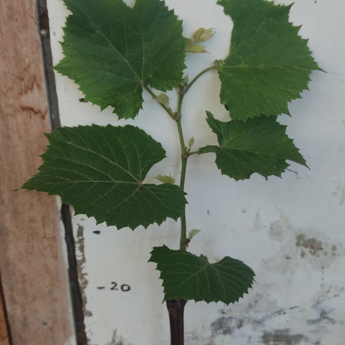 bibit anggur RS iac 572 valid