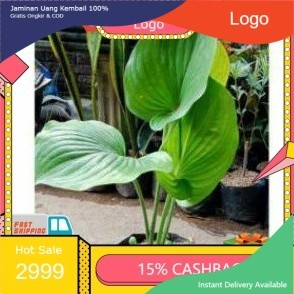 Tanaman hias hosta tapak kuda