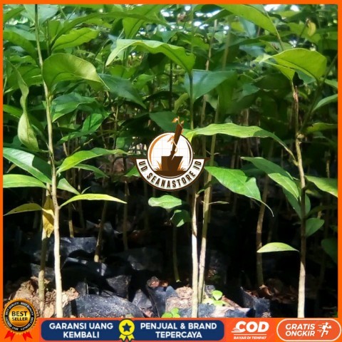 BIBIT TANAMAN KAYU GAHARU/ POHON GAHARU KALIMANTAN Bibit Tanaman Super Unggul UD SEANASTORE ID