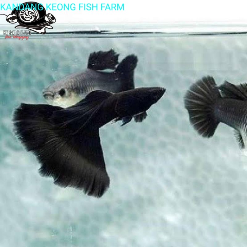 hiasan aquarium ikan Guppy black Moscow sepasang berkualitas