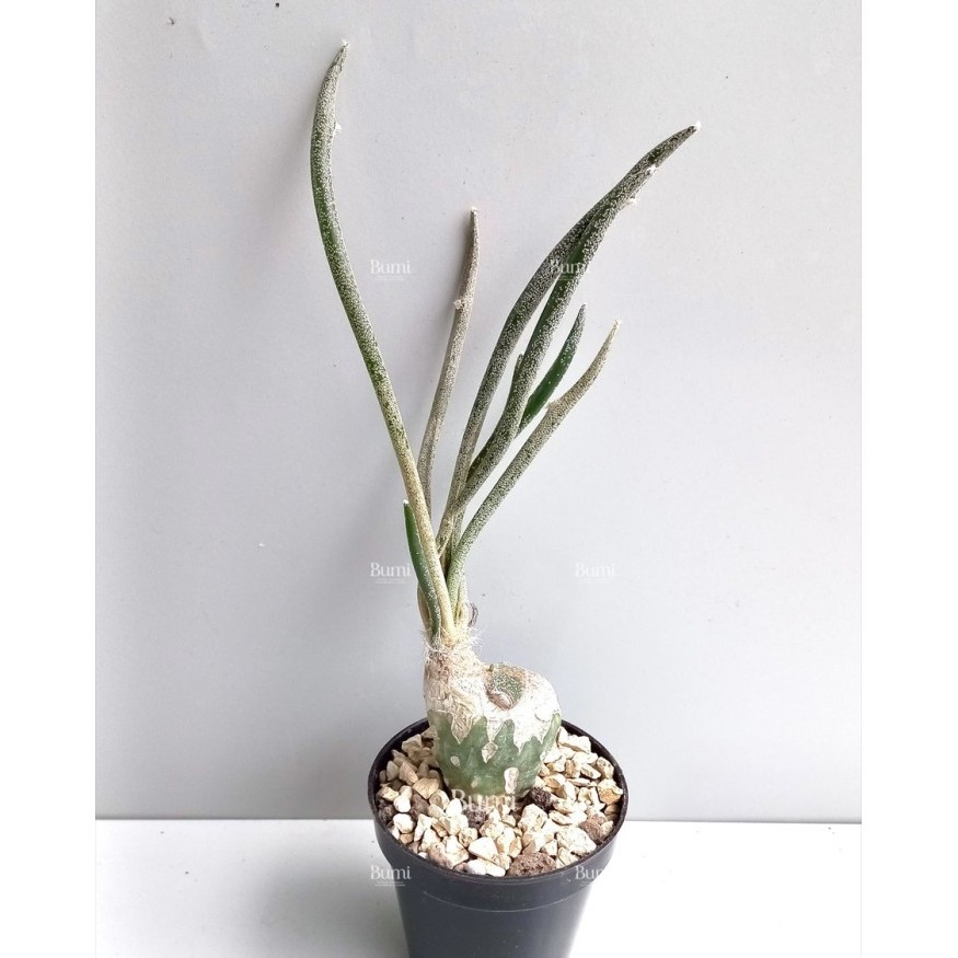 BUMI ORCHIDS Astrophytum caput-medusae (on graft Ferrocactus) - Kaktus Gurun Tanaman Hias Cactus