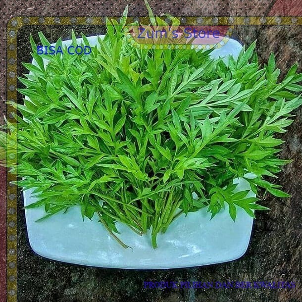 

termurah daun kenikir segar organik/herbal sayuran