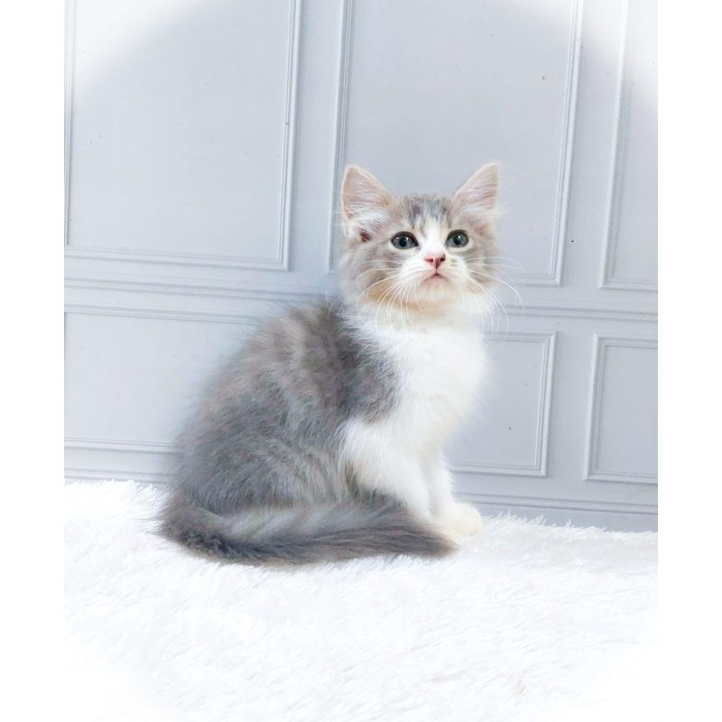 KUCING PERSIA KITTEN/MUNCHKIN