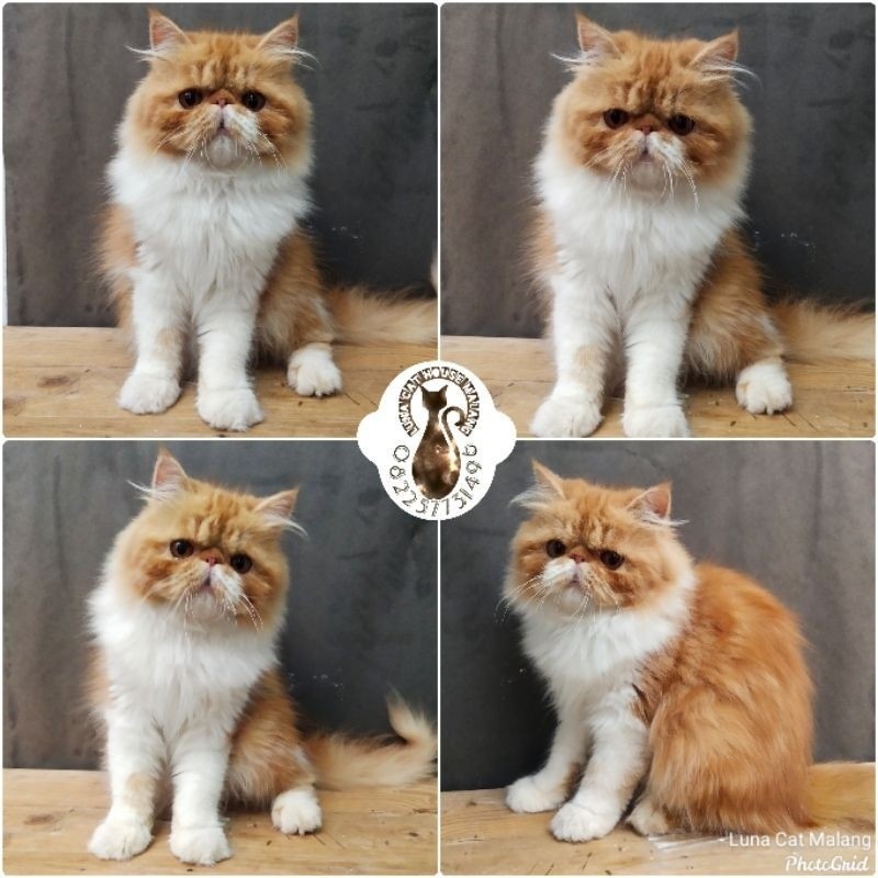Promo diskon 65% kucing persia peaknose