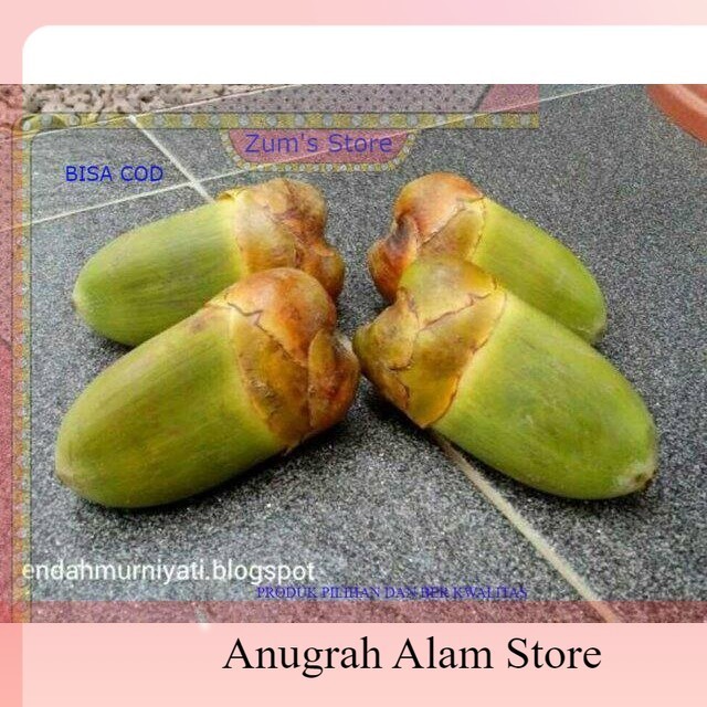 

Bisa COD Beluluk kelapa kecil ready stok untuk obat herbal