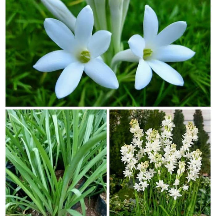 Bibit bunga sedap malam -Tanaman bunga sedap malam – kembang sedap malam – Pohon sedap malam