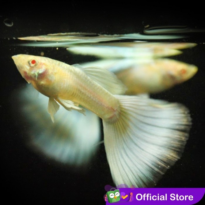 Guppy Albino German Yellow ( AGY ) / Ikan Hias Air Tawar Aquascape