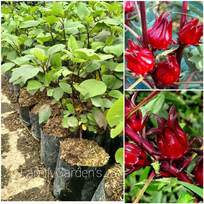 Tanaman Bunga Rosella Herbal Rosella