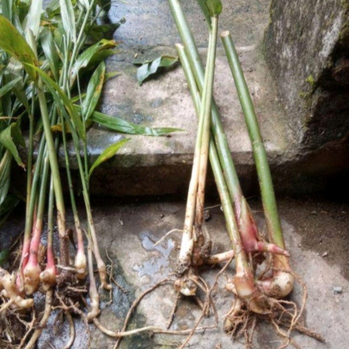 

bibit lengkuas bumbu masak dan herbal