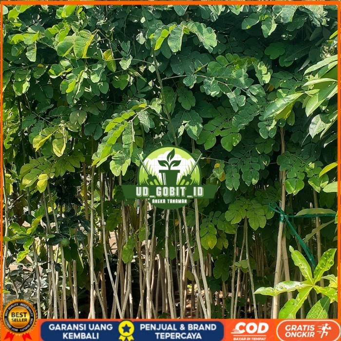 Bibit Trembesi Ukuran 150-180cm Batang Besar | Bibit Pohon Trembesi Keduh Penghijauan | Bibit Tanama