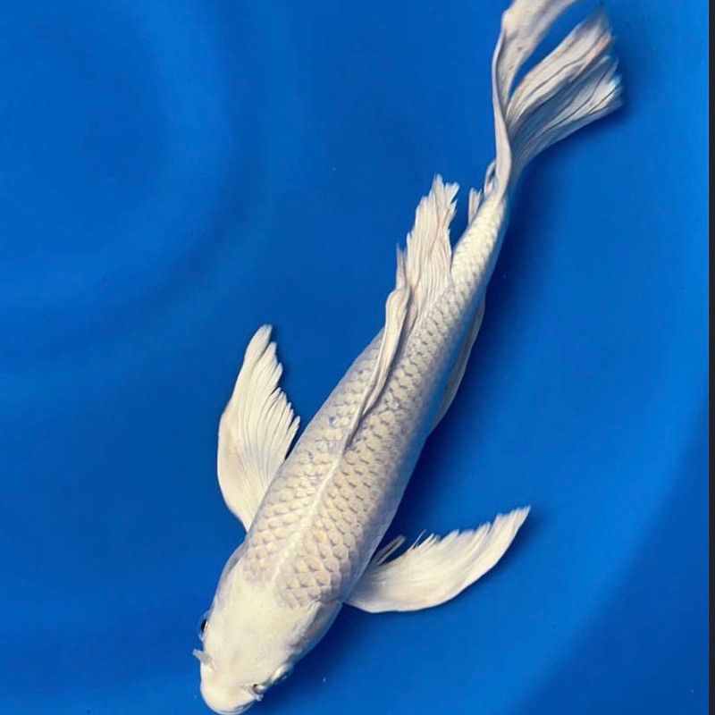 promo koi platinum slayer kumpay berkualitas grade A+ size 20-25cm