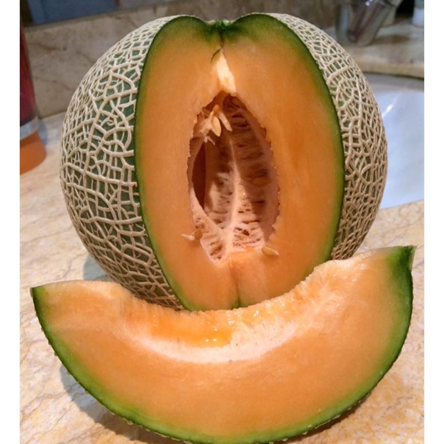 150 bibit benih MELON MADU SUPER