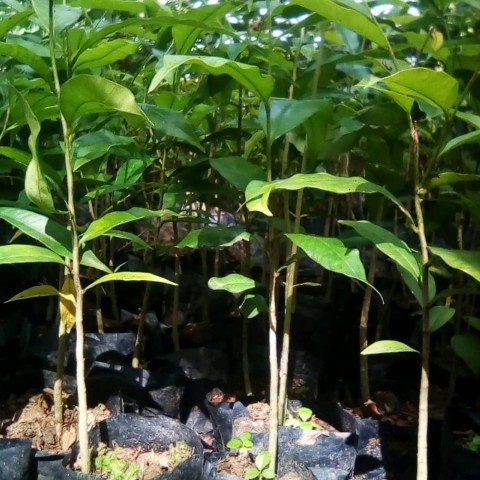 BIBIT TANAMAN KAYU GAHARU/ POHON GAHARU KALIMANTAN Bibit Tanaman Super Unggul UD GHANIYY BIBIT ID