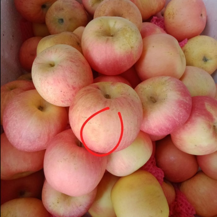 

APEL FUJI 2ND GRADE (pack ± 1 kg)