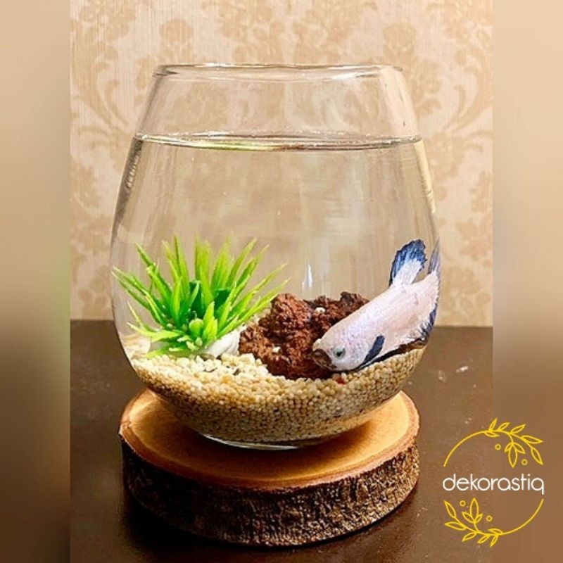 AQUARIUM MINI IKAN CUPANG TUSKANI (1 PAKET) | VAS KACA BULAT TEBAL Aesthetic | Wadah Tempat Ikan Gup