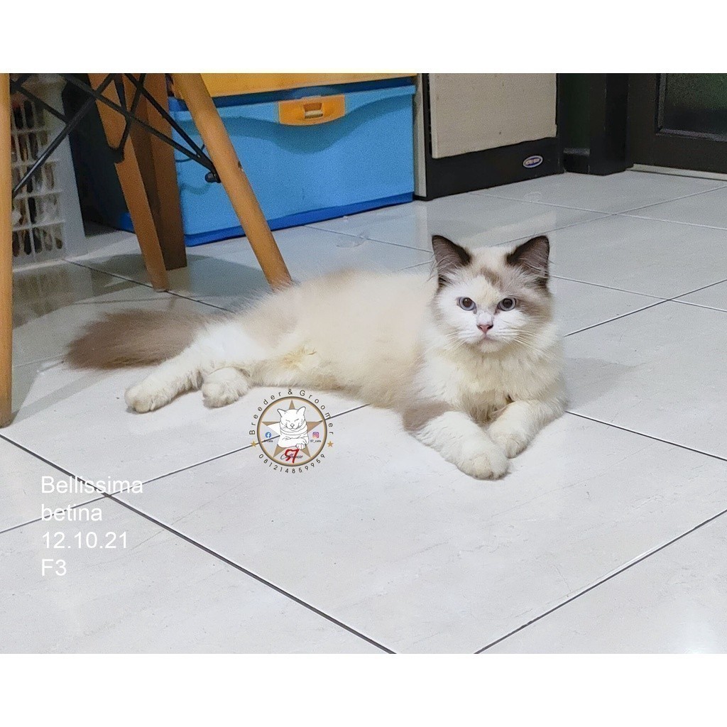 kucing angora, persia, bsh, maincoon, ragdoll bicolor