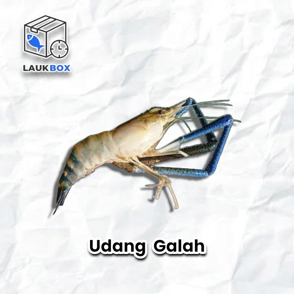 

Udang Satang Kecil