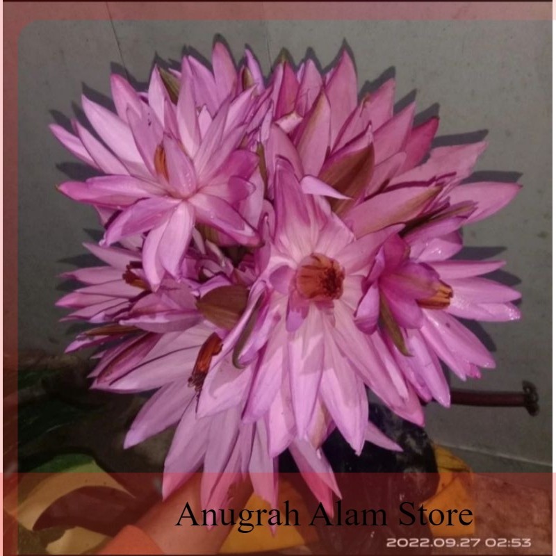 TERMURAH BUNGA TERATAI MERAH SEGAR~BUNGA TERATAI HERBAL FRESH~10 PCS