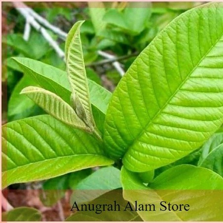 

DAUN JAMBU BIJI SEGAR 1KG DAUN HERBAL MURAH FRESH BISA COD