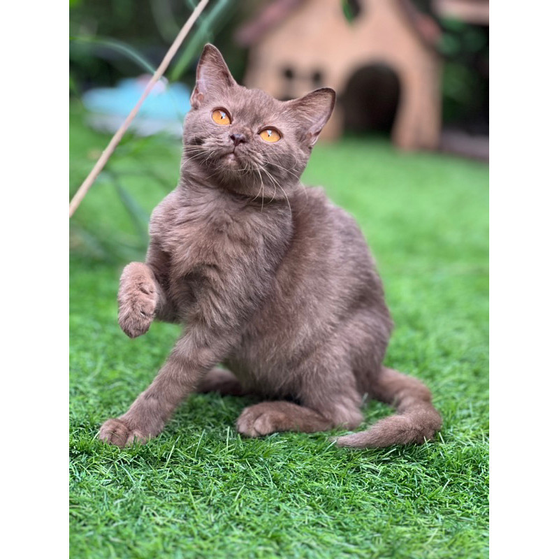 Kucing british shorthair cinamon