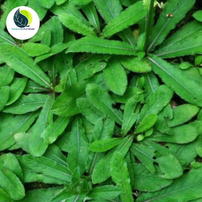 

promo daun tapak liman segar 250gram baru dipetik