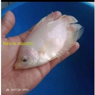 Promo kebutuhan aquarium Bibit Ikan Gurame kapas 3-4 Jari Albino murah berkualitas