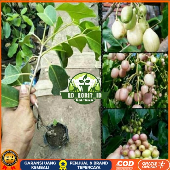 BIBIT JUWET PUTIH TANPA BIJI OKULASI/ BIBIT TANAMAN JUWET PUTIH UNGGUL Bibit Tanaman Super Unggul UD