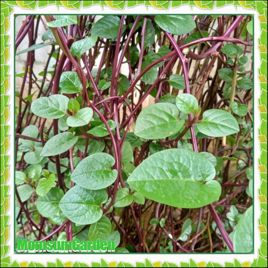 

Jamu 100 Lembar Daun Binahong Segar Berkhasiat