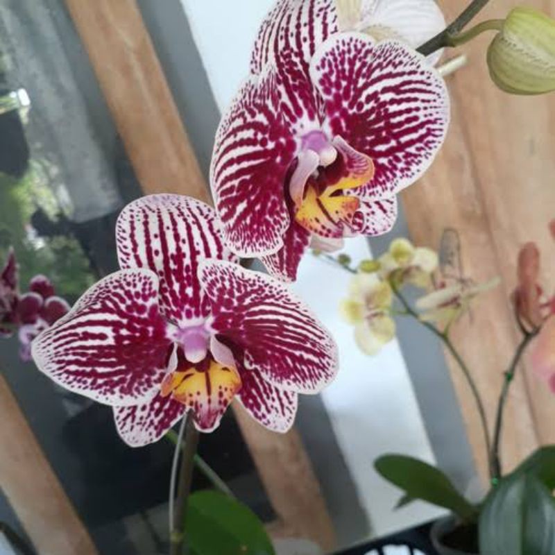 ( BISA COD ) Anggrek Bulan Batik Merah Pasca Bunga SIZE JUMBO PREMIUM Tanaman Hias Anggrek Bulan Dek