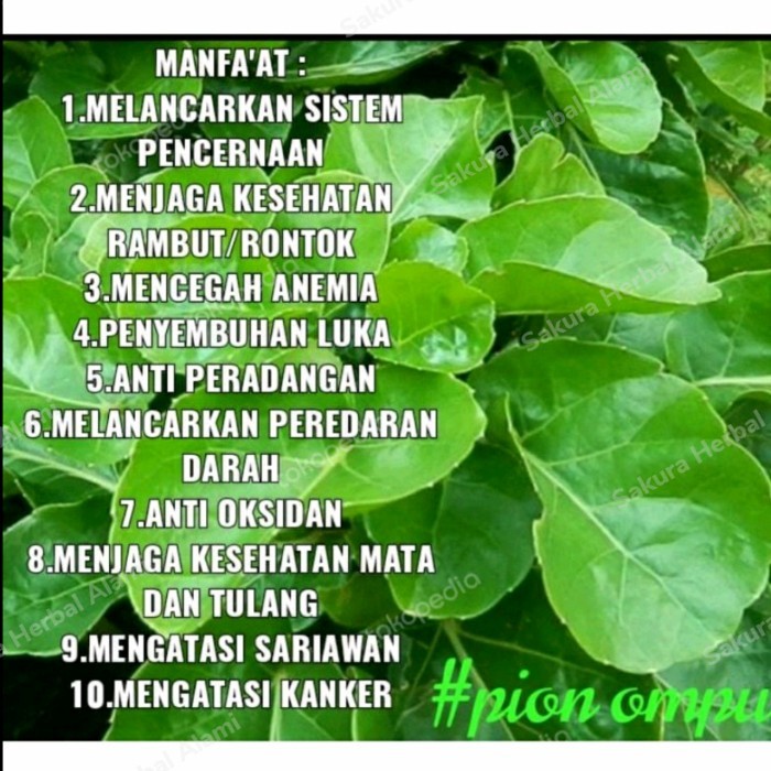 

100 Lembar Daun Mangkokan Segar Harga Promo Jamu Herbal