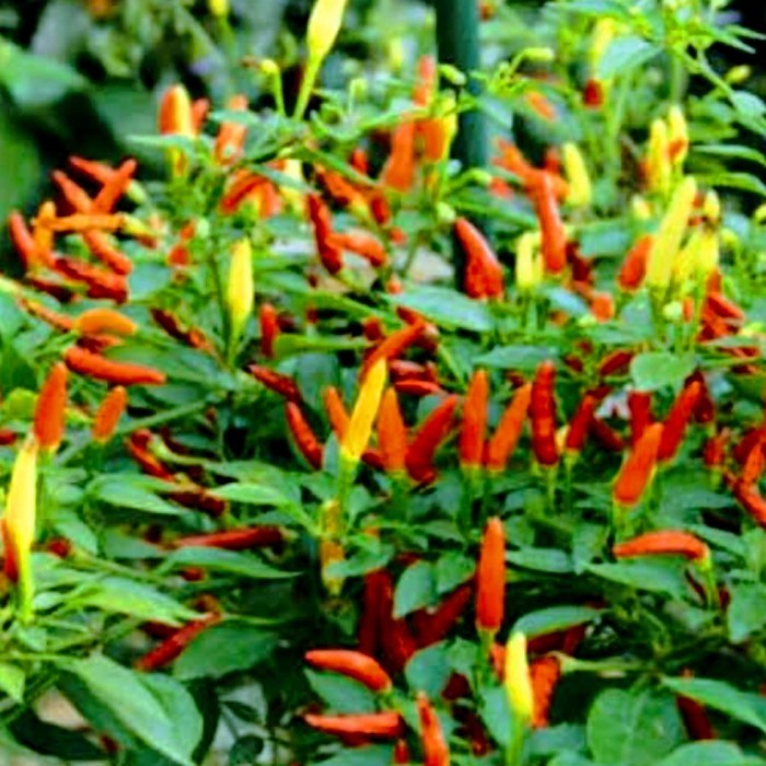 2 PAKET Bibit Pohon Cabe Rawit PEDAS sudah Berbuah