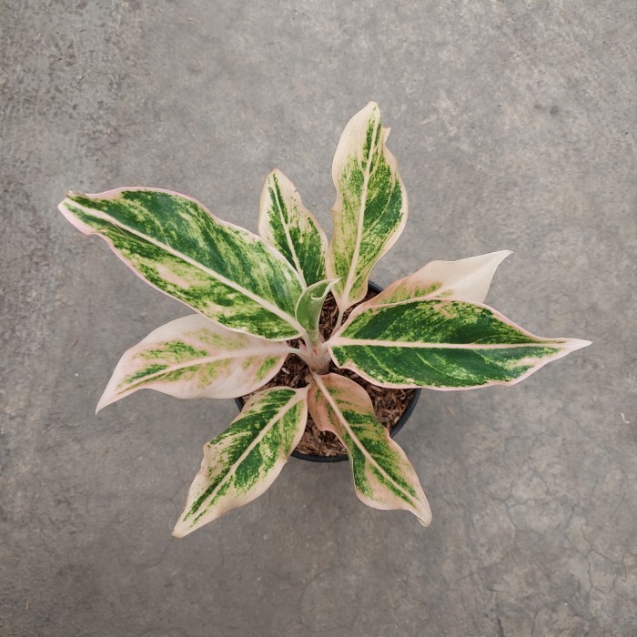 -> Aglonema Lipstik Puding